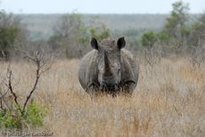 Breitmaulnashorn (6 von 28).jpg